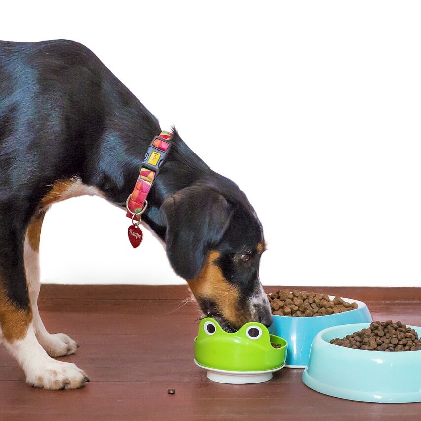 How Long Can Dogs Go Without Food