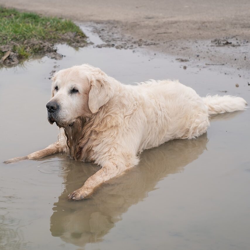 Teach Your Dog To Swim