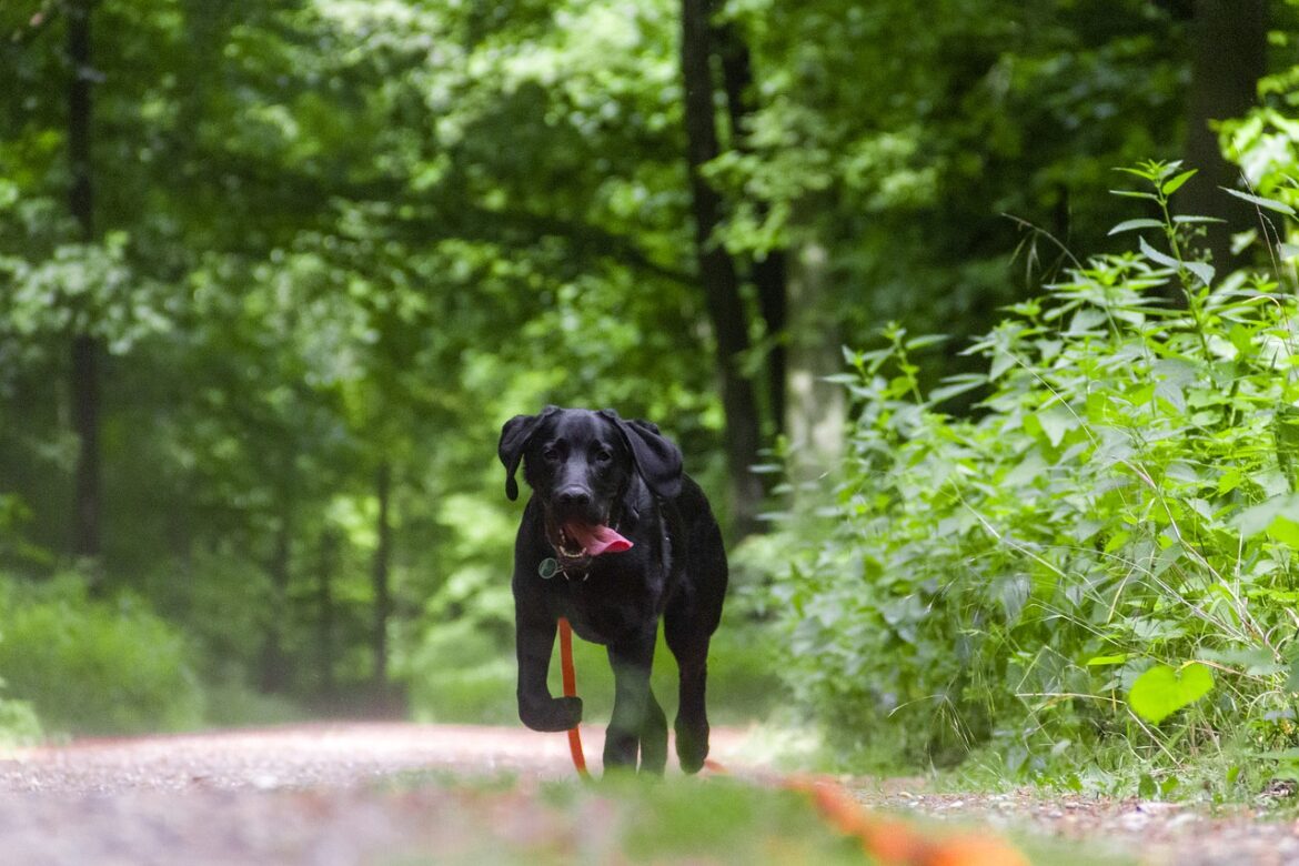 Leash Aggression