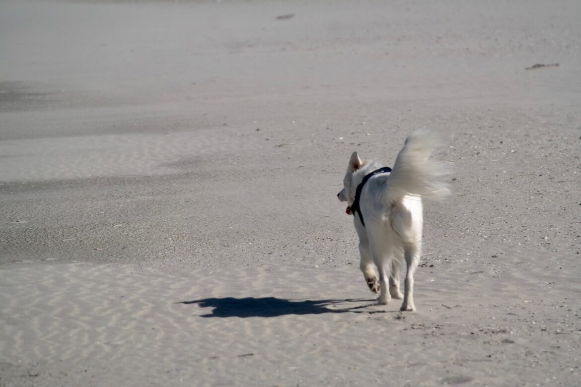 The impulse control systems of a dog