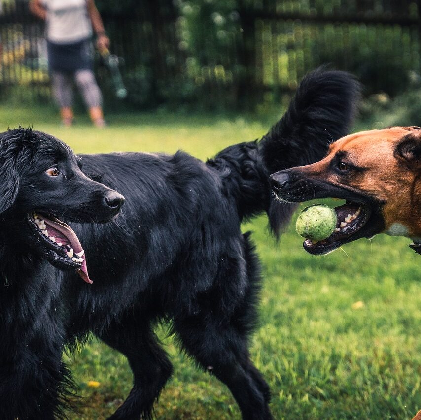 Tips on How to Introduce a Visiting Dog to Your Dog