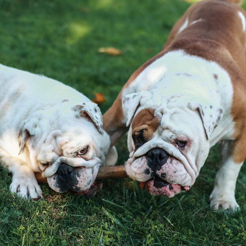 Training includes location based training of dogs