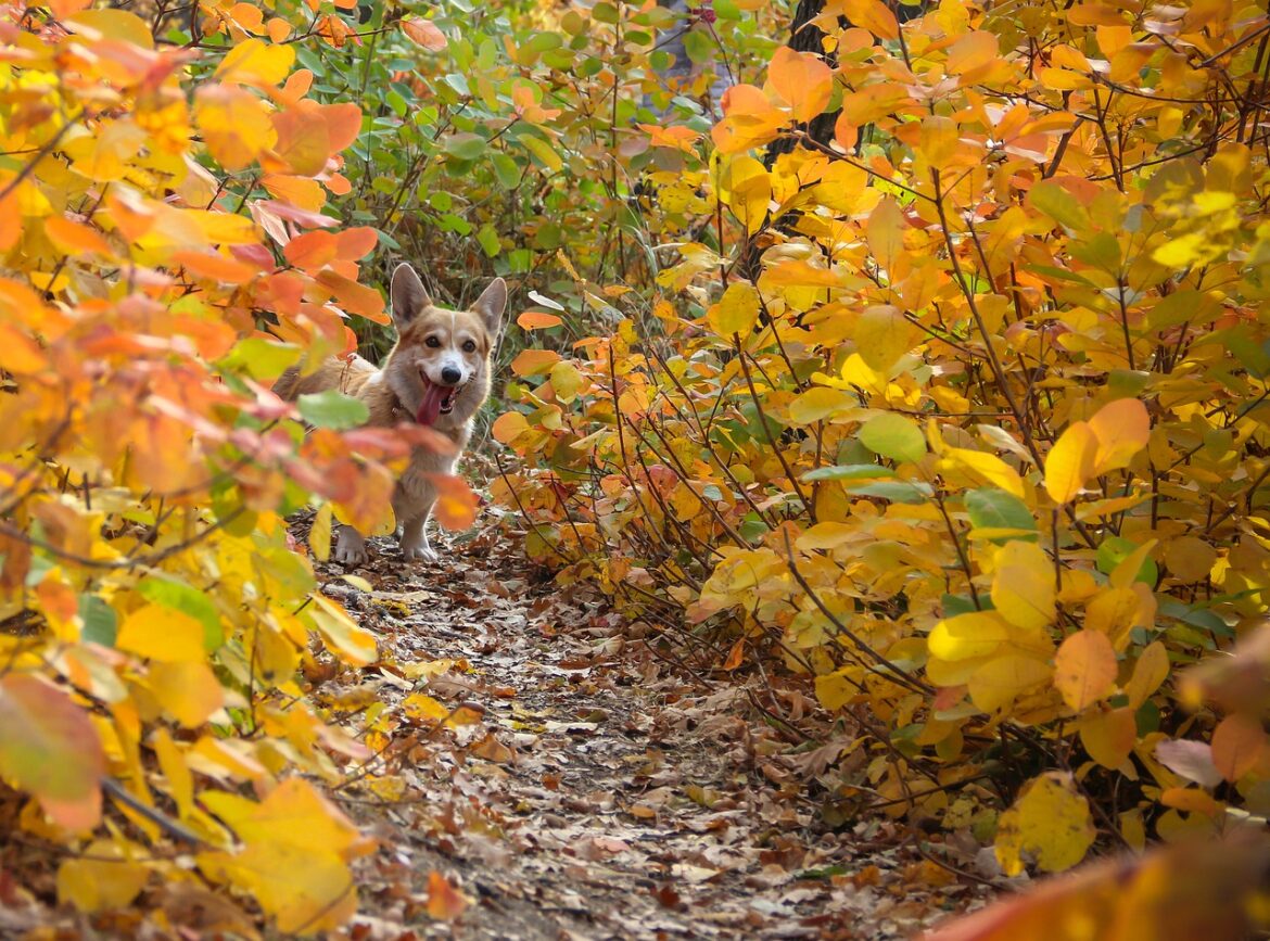 Ways to prevent your dog from losing a happy mate