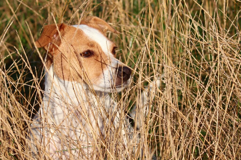 Why Do Dogs Eat Grass