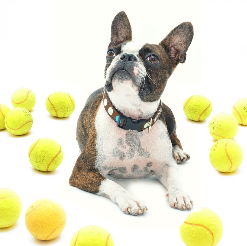 Why Do Dogs Like Tennis Balls