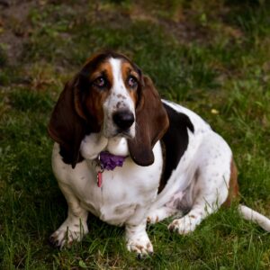 Basset Hound Hound Pet Animal Ears