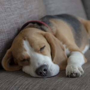 Beagle Dog Puppy Animal Pet