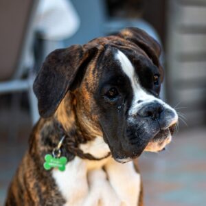 Boxer Dog Pet Anima