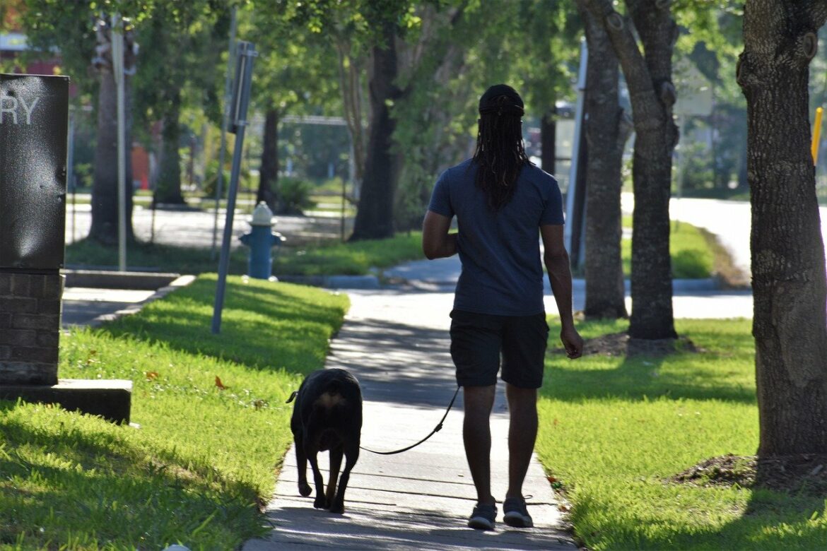 How to Introduce Two Dogs on Leashes