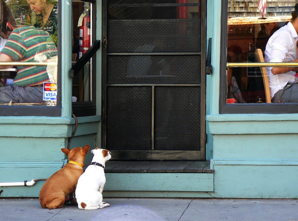 Doggie Doors are quite awesome right?