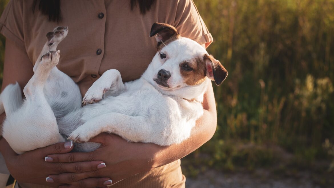 Top Frustrations of New Puppy Owners