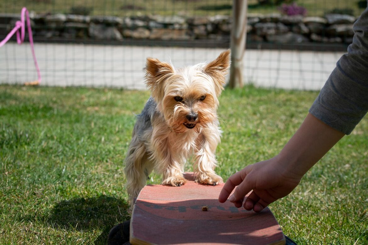 What is a Certified Dog Trainer?