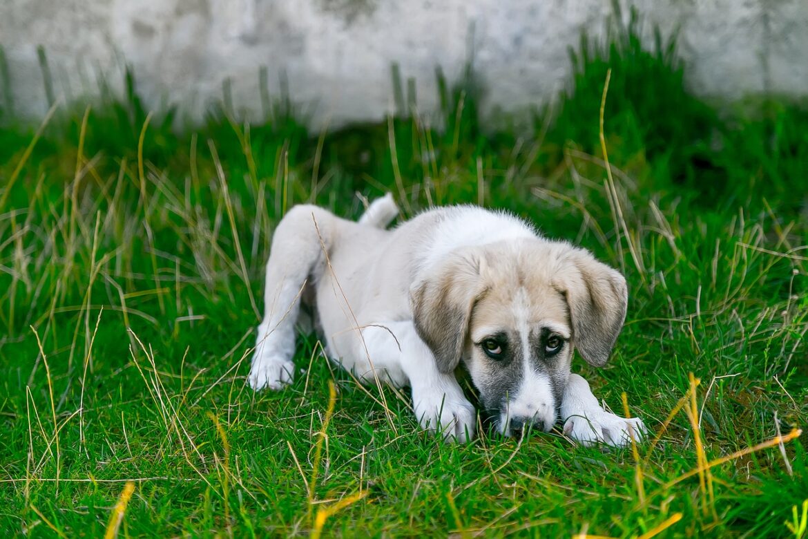 Cold Weather Remedies for You and Your Dog