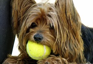 Why Do Dogs Like Tennis Balls