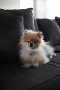 Pomeranian Dog Pet Canine Domestic - nicarivera_03 / Pixabay