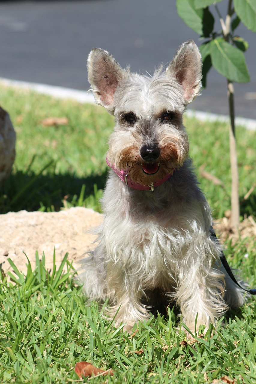 After moving, new behaviors emerge with your dog