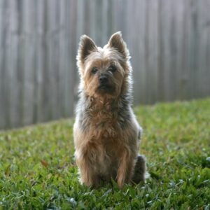 Silky Silky Terrier