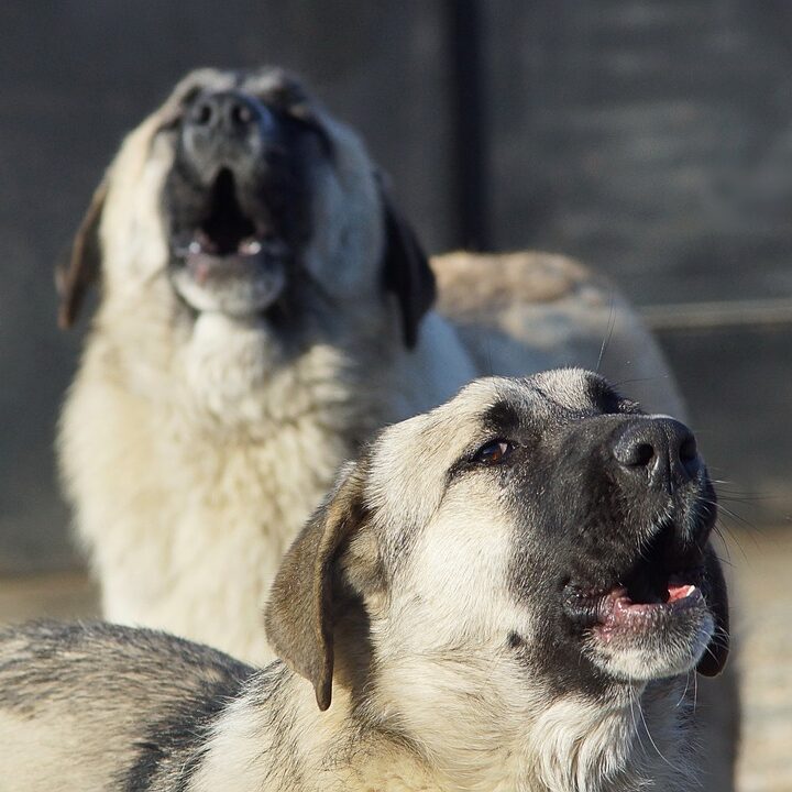 Why Do Dogs Howl At Sirens - One Top Dog