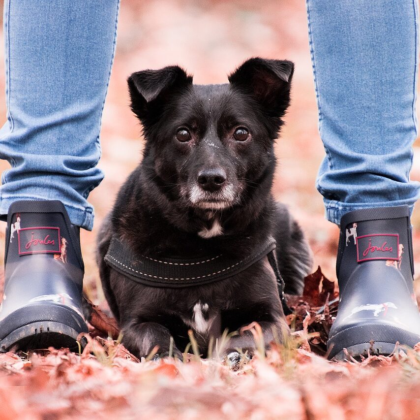 Why Do Dogs Sit On Your Feet