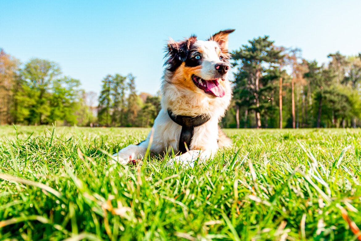 Would you groom your dog in summer?