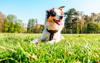 Would you groom your dog in summer?