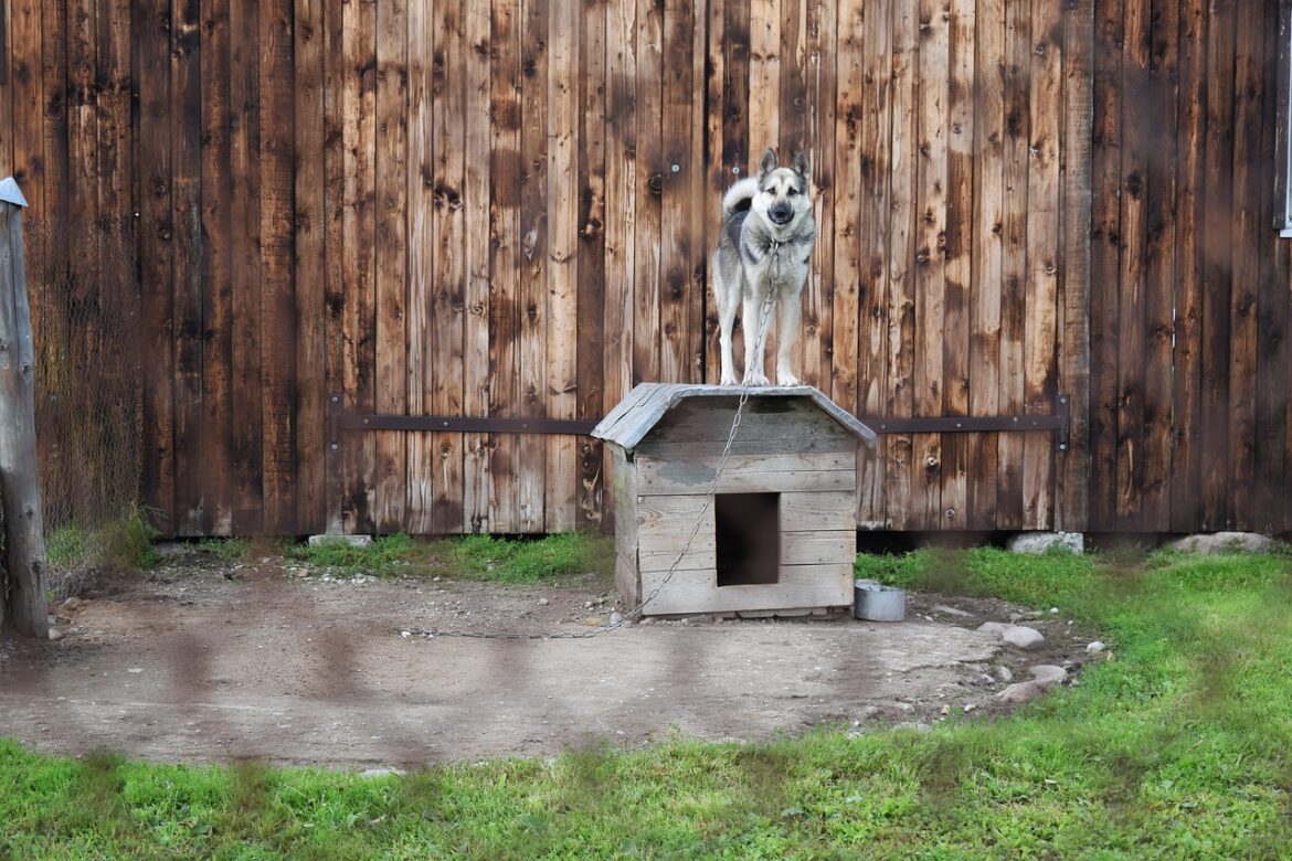 Boarding Kennel Stress in Dogs