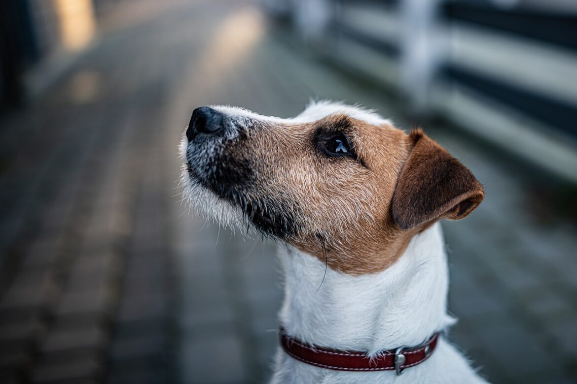 When is it time for a new collar for dogs?