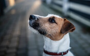 When is it time for a new collar for dogs?