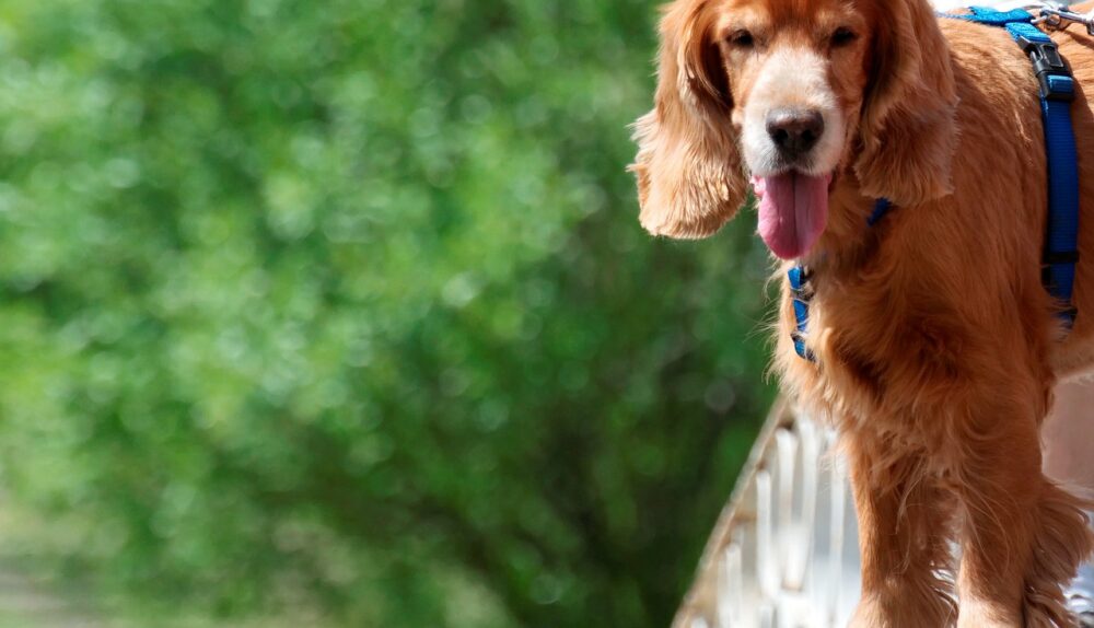 Dog park and fences