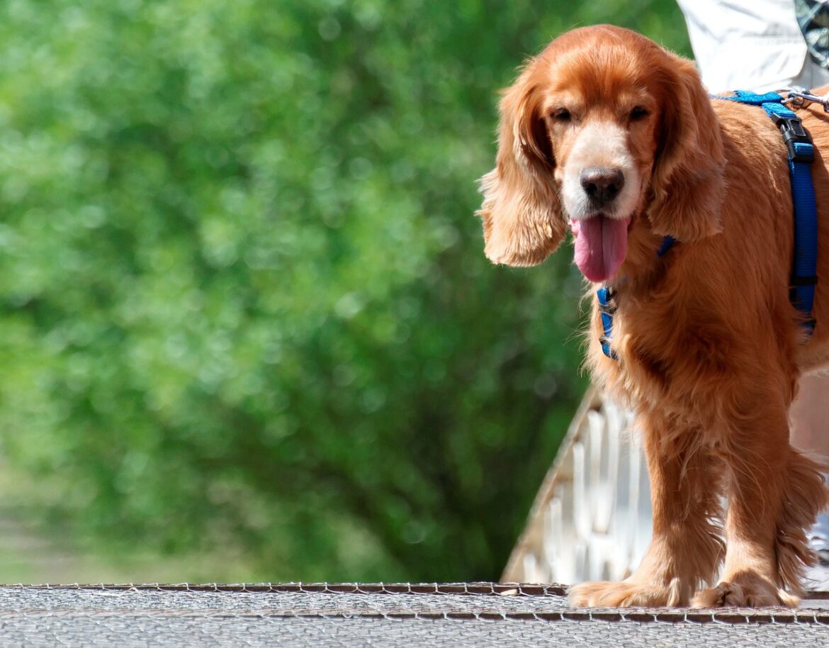 Dog park and fences