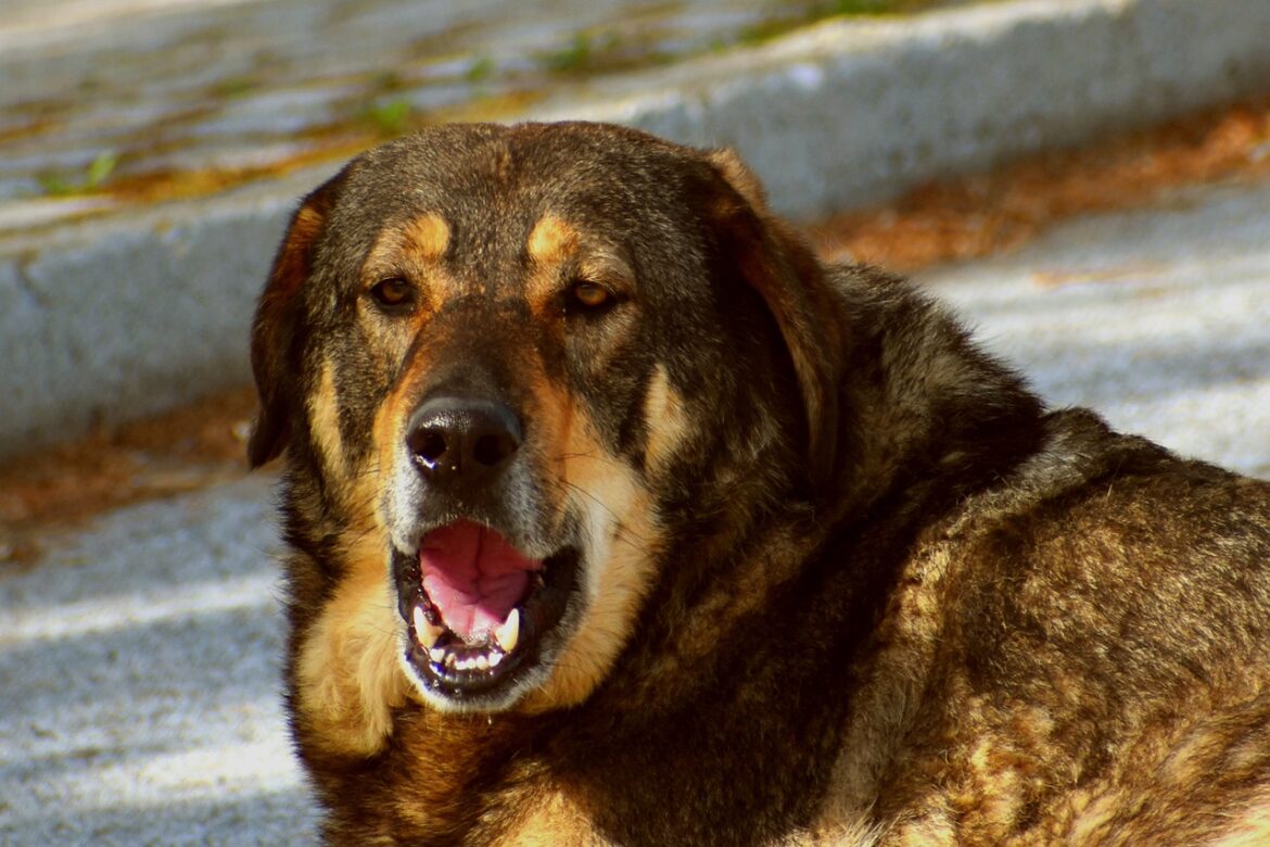 Techniques to stop excessive barking