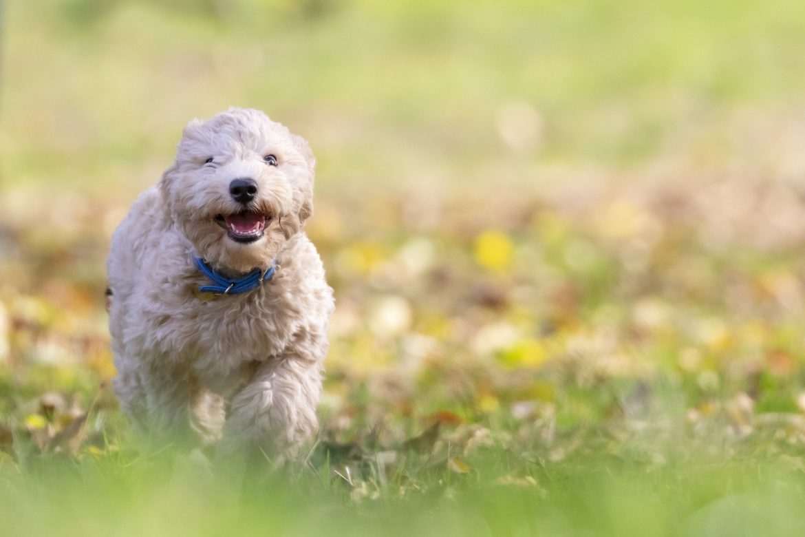 Make the best out of your visit to the dog park!