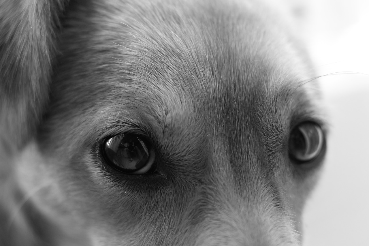 Why Is My Dog Scared One Top Dog why-is-my-dog-scared-one-top-dog