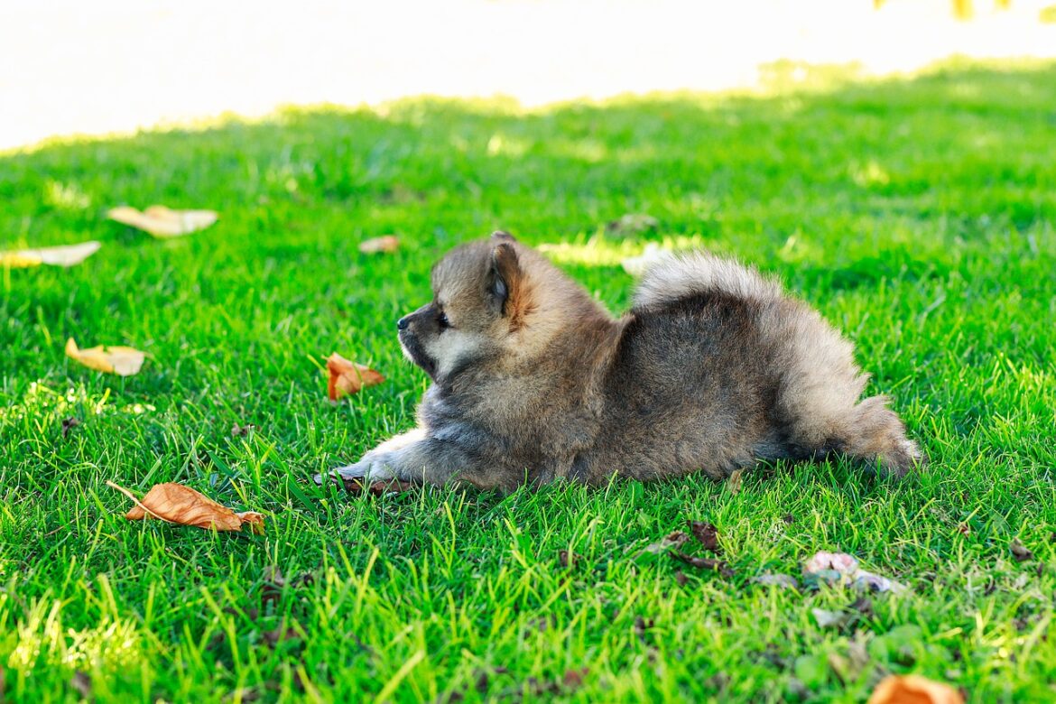 Puppy classes are not enough