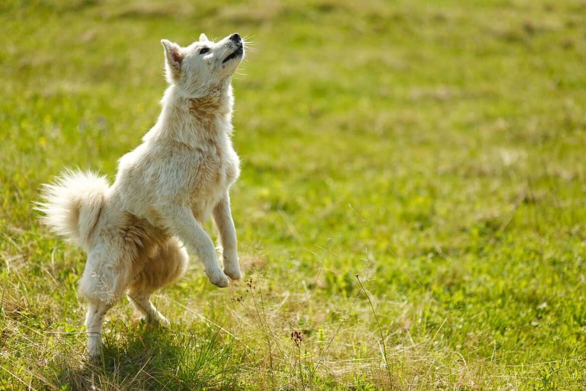 How To Keep Your Dog From Jumping