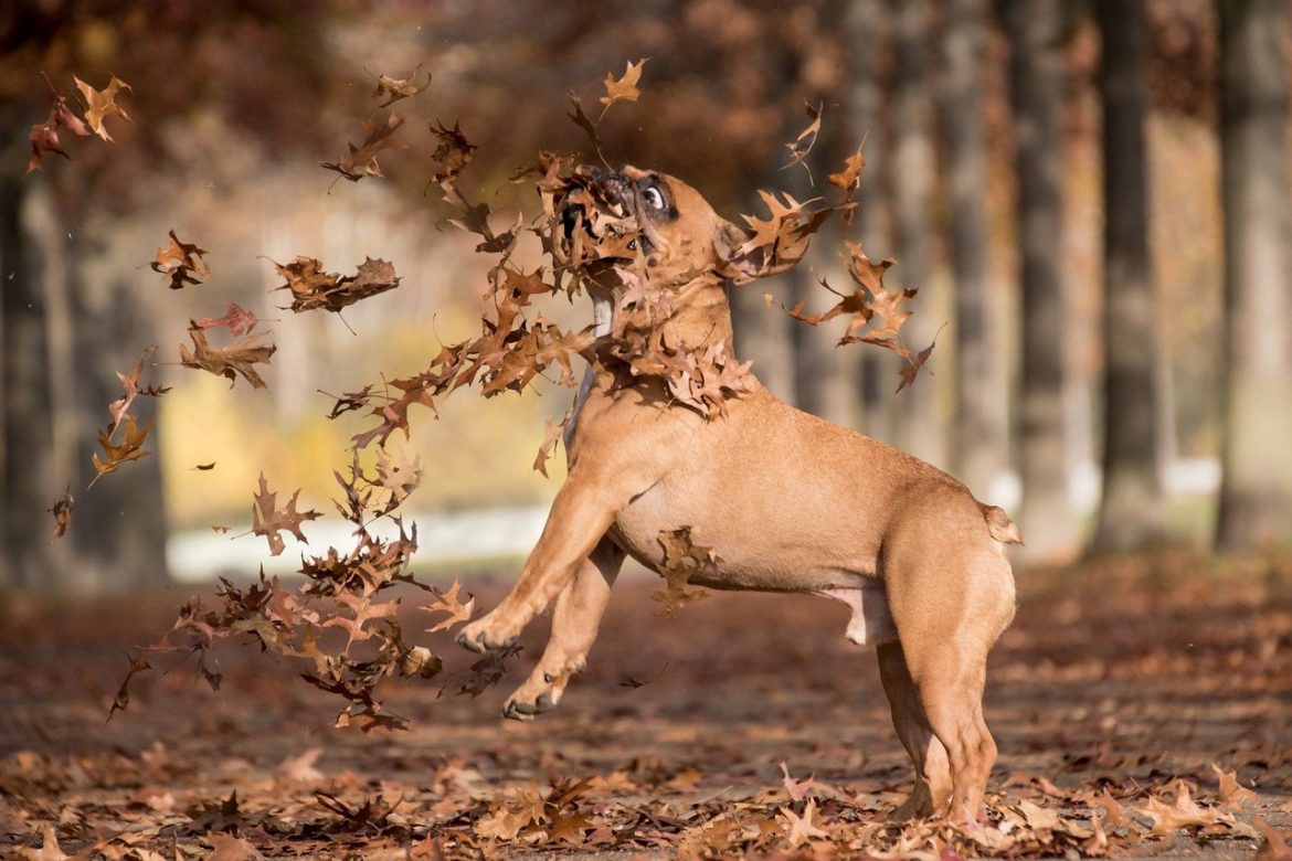 Some of the greatest dogs inventions