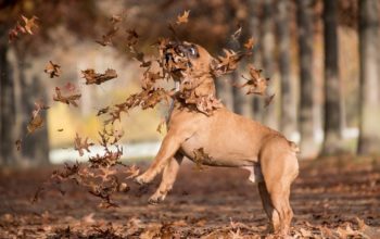 Some of the greatest dogs inventions