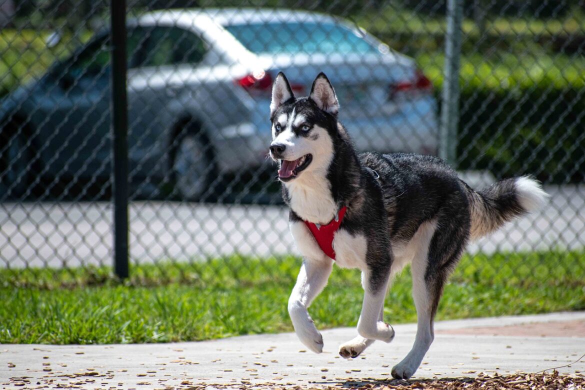 Breakout Dogs: Escape the backyard again!