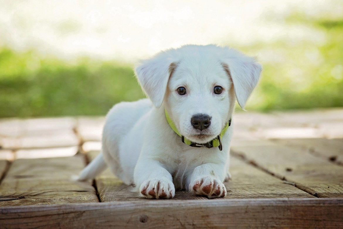 Potty Training Problems for Puppies
