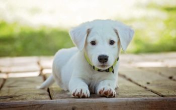 Potty Training Problems for Puppies