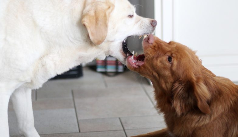 77% of dog bites are caused by the family dog or a friends dog