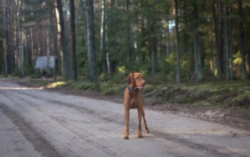 Must-Haves for your dog while on the road