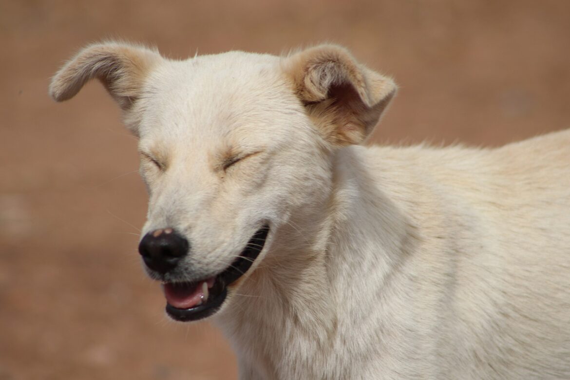 Superior grinning in dogs