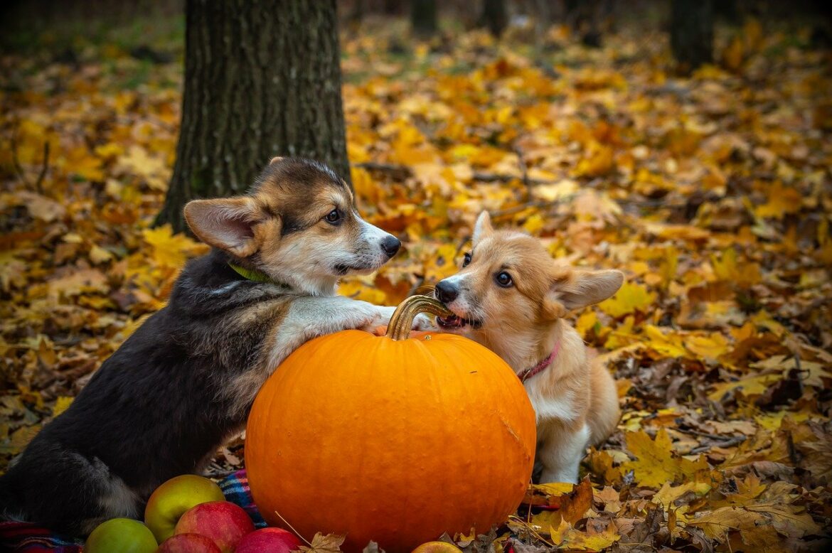 Is your dog ready for trick-or-treating?