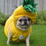 Are dogs allowed pineapple