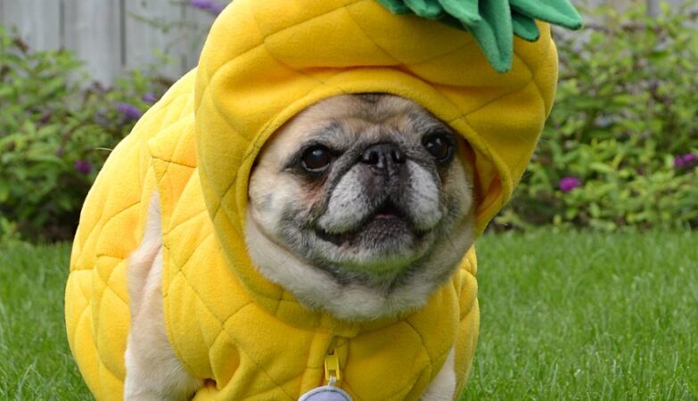 Are dogs allowed pineapple
