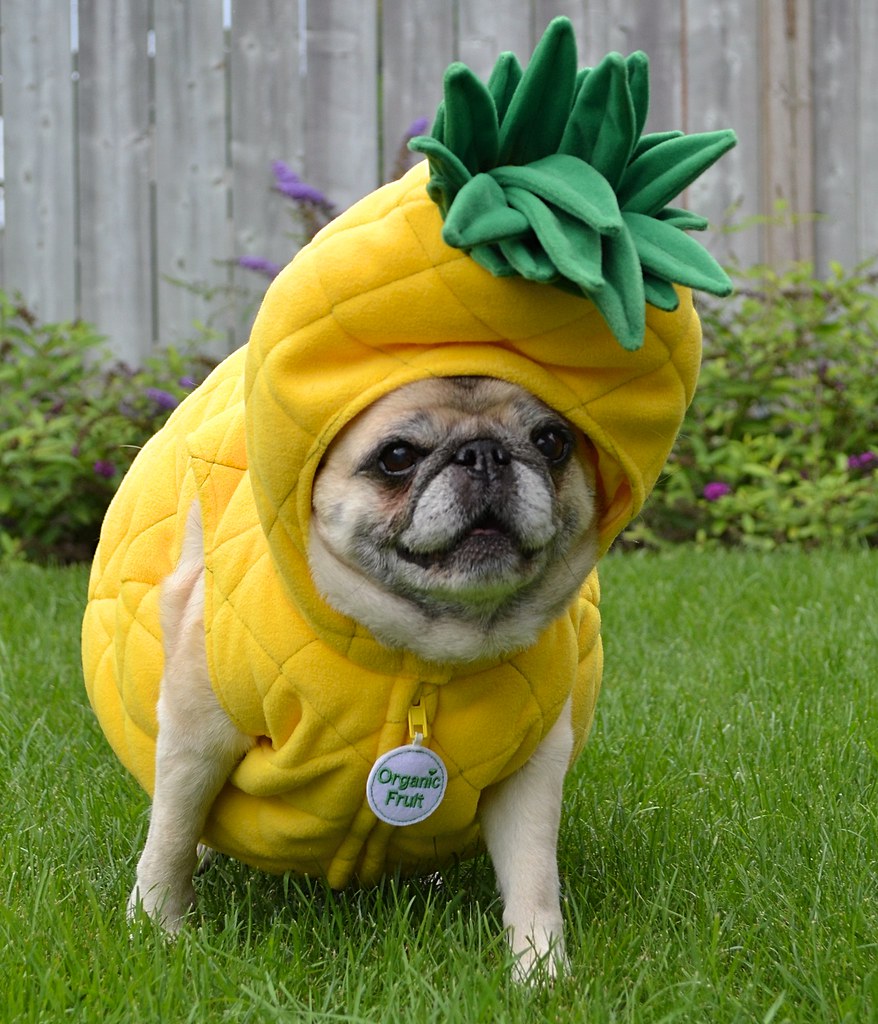 Are dogs allowed pineapple?