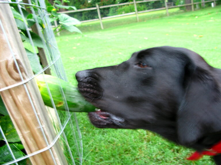 Are dogs allowed cucumber? One Top Dog