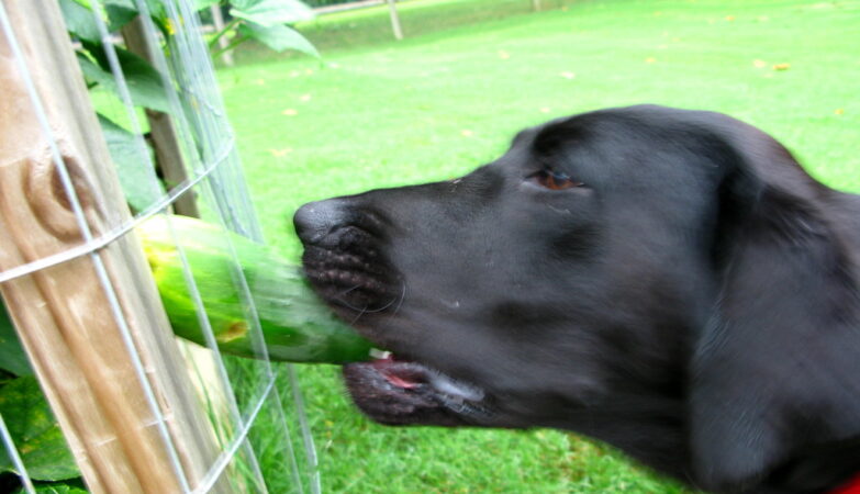 Are dogs allowed cucumber