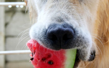 Are dogs allowed watermelon